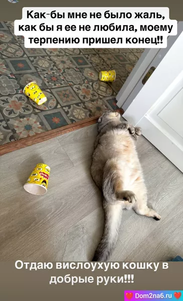 Кошка Саши Черно