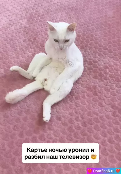 Кот Лизы Субботиной