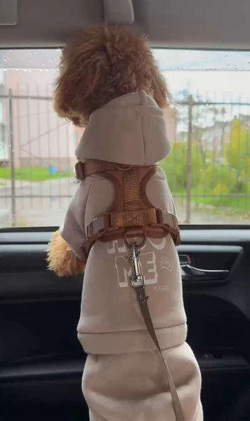 Собака Григорьевых